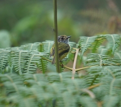 Myiornis auricularis