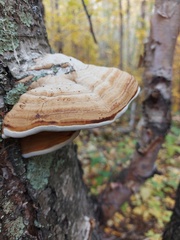 Fomes excavatus