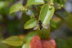 Allograpta hortensis