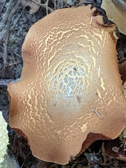 Gymnopilus ventricosus