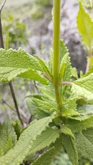Aristeguietia salvia