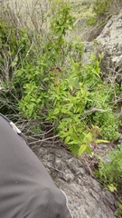 Aristeguietia salvia