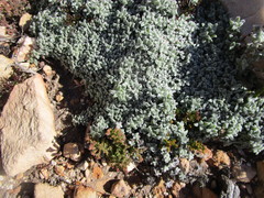 Helichrysum saxicola