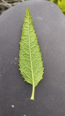 Aristeguietia salvia