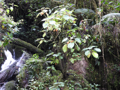 Solenophora calycosa