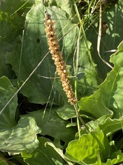 Plantago major