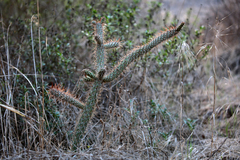 Cylindropuntia