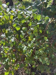 Physocarpus opulifolius