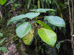 Solenophora calycosa