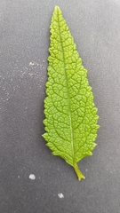 Aristeguietia salvia