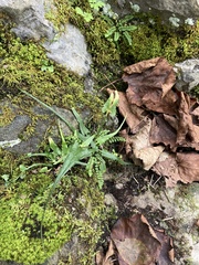 Asplenium rhizophyllum