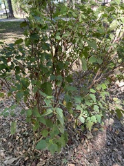 Physocarpus opulifolius