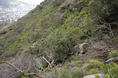 Olea europaea cuspidata