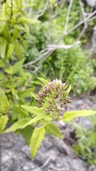 Aristeguietia salvia