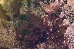 Prionitis lanceolata