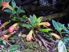 Columnea magnifica