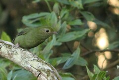 Chiroxiphia caudata