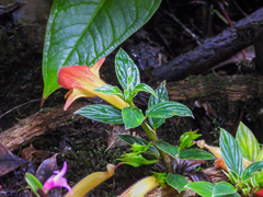 Columnea magnifica