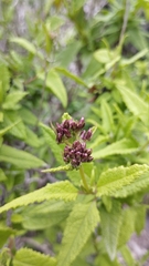 Aristeguietia salvia