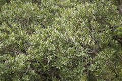 Olea europaea cuspidata
