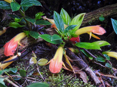 Columnea magnifica