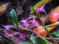 Maxillaria