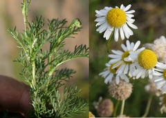 Lasiospermum brachyglossum