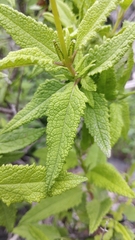 Aristeguietia salvia