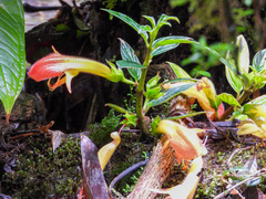 Columnea magnifica