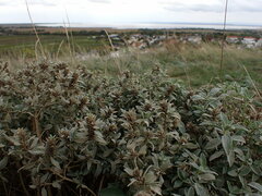 Marrubium peregrinum