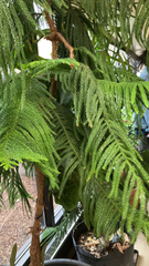 Eutacta