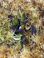 Dionaea