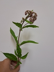 Eupatorium formosanum