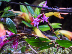Maxillaria