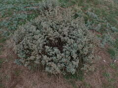 Marrubium peregrinum