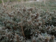 Marrubium peregrinum