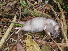 Rattus rattus image