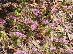 Centranthus
