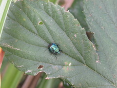 Zicrona caerulea