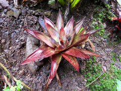 Werauhia