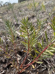 Stillingia texana