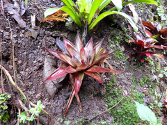 Werauhia