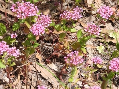 Centranthus