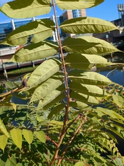 Ailanthus altissima