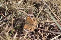Junonia coenia coenia
