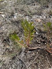 Stillingia texana