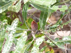 Banksia menziesii