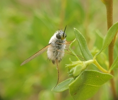 Bombyliinae