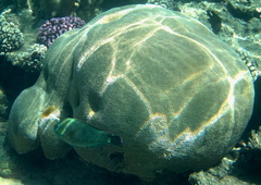 Calotomus viridescens