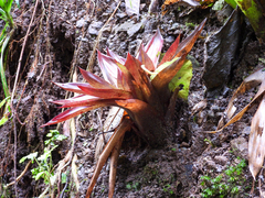 Werauhia